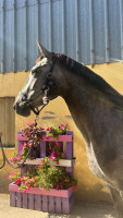 Vente de cheval : Nashira de molion 